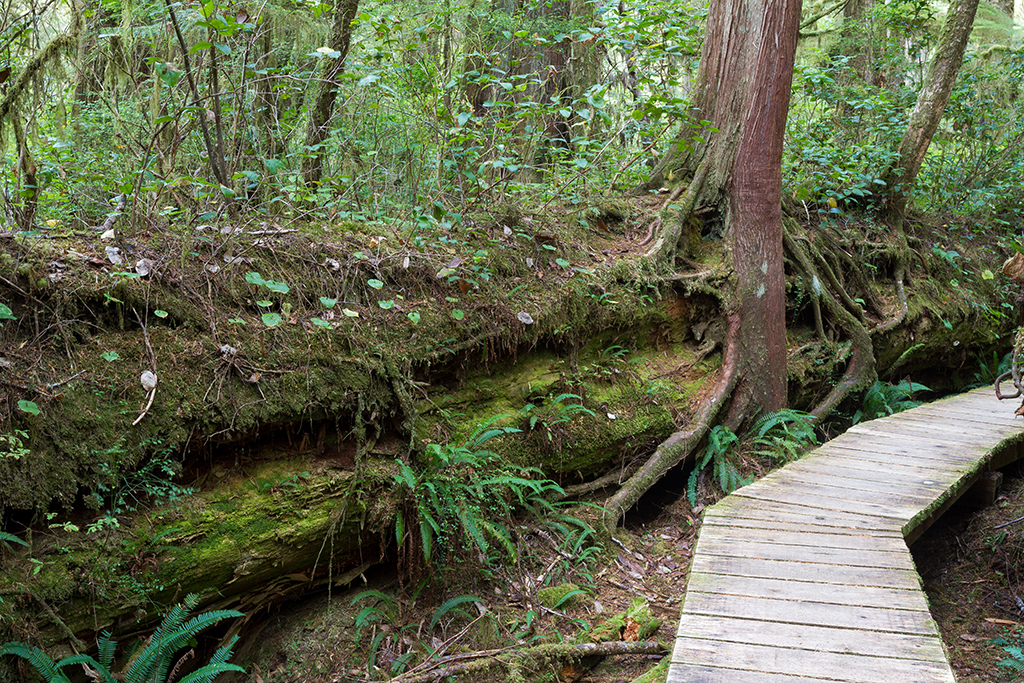 09-19 - 11.jpg - Pacific Rim National Park, Vancouver Island, BC
